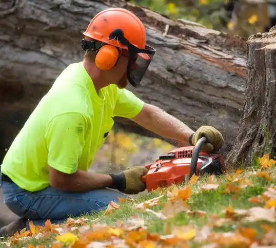 tree services Somers